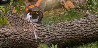 Reliable Tyrone, PA Tree Care Services Solutions